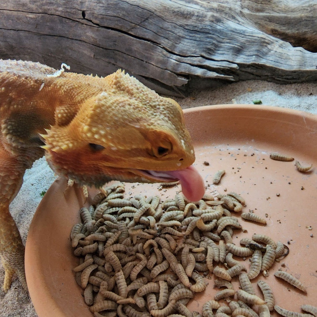 Bearded Dragon Lizard eating live black soldier fly larvae with tongue out