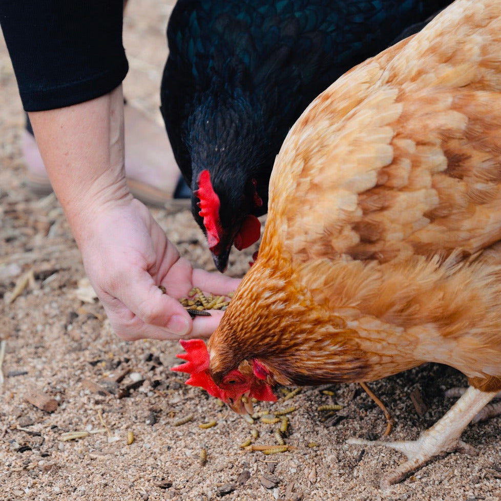 One black chicken and one brown chicken eat roasted black soldier fly larvae - Chick Stix - from a person's hand