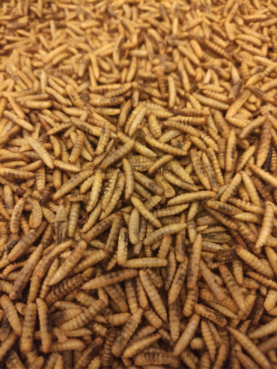 Chick Stix - Black Soldier Fly Larvae (Roasted)