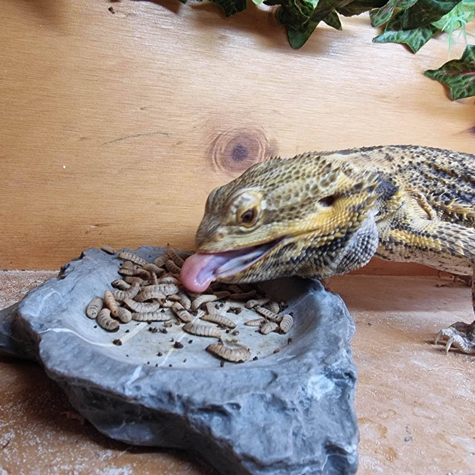 Large Lizard eating black soldier fly larvae from a rock bowl