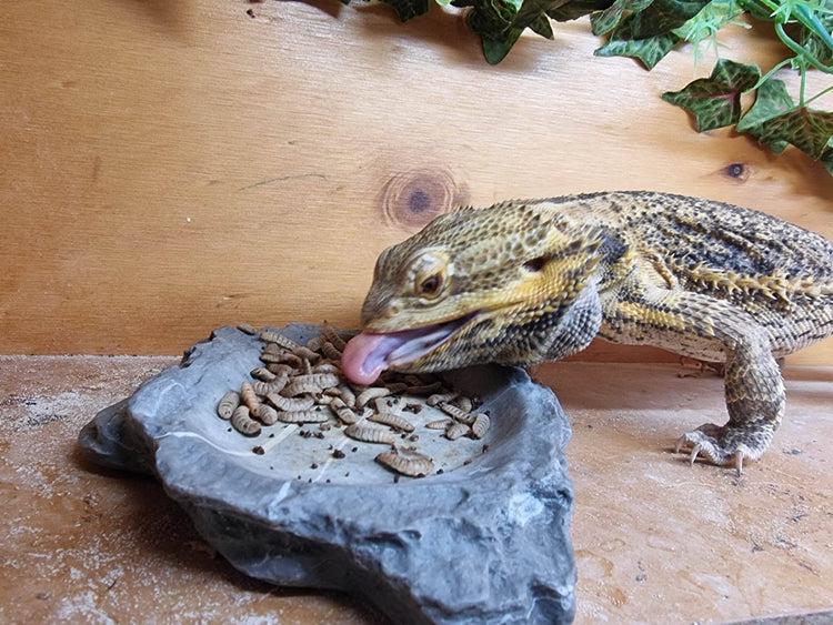 For Reptiles
