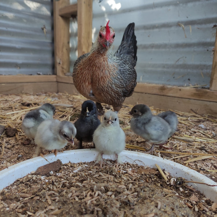 Mother chicken stands with her baby chicks