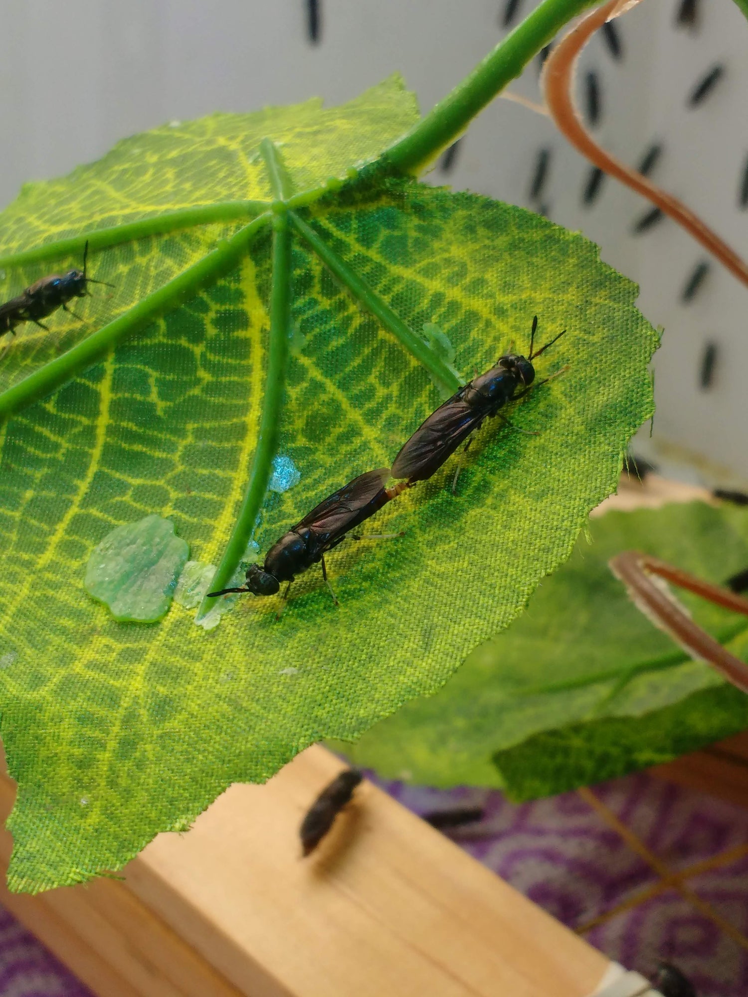 Black Soldier Fly  Farming Supplies