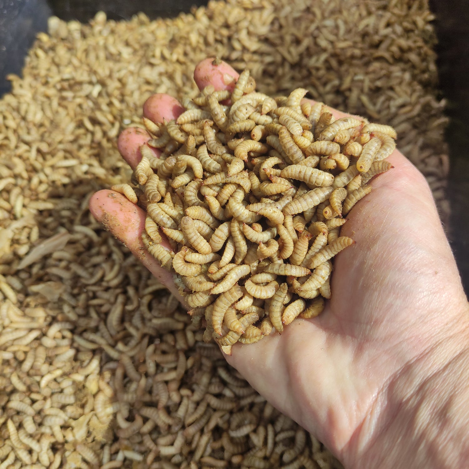 Training and Consultation