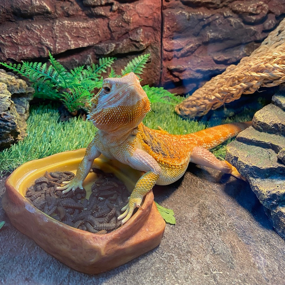 Bearded dragon standing over a rock bowl filled with black soldier fly larvae