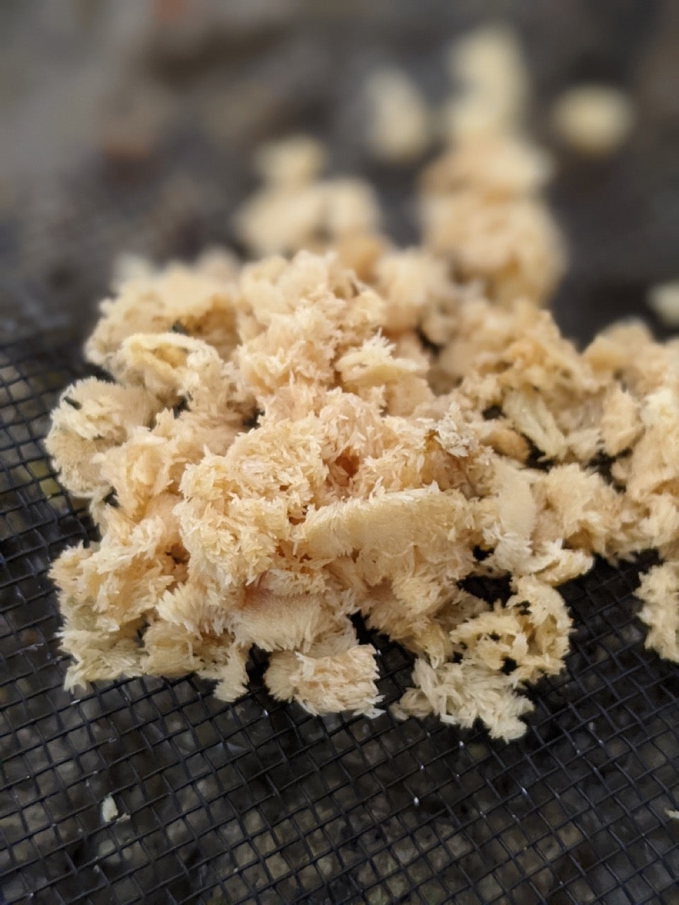 Close up view of a cluster of yellow black soldier fly eggs