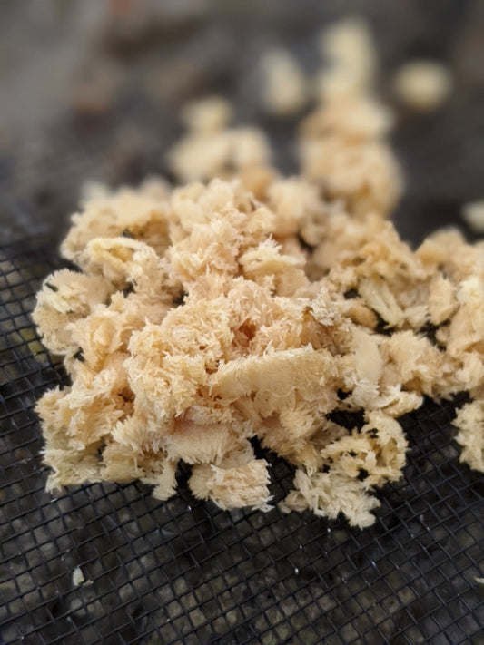 Close up view of a cluster of yellow black soldier fly eggs