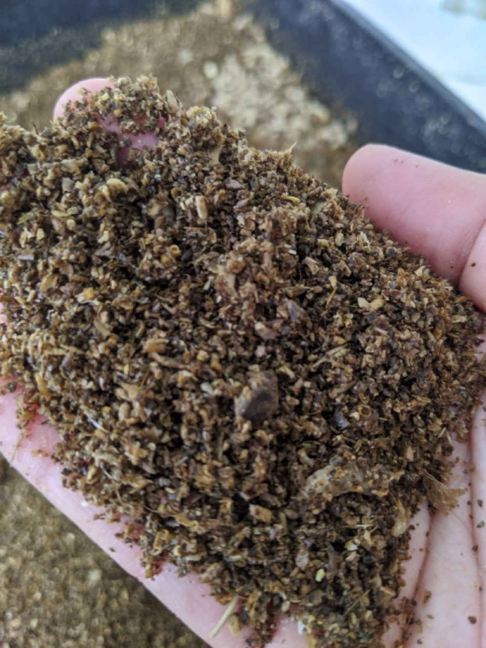 Close up of insect frass in a person's hand