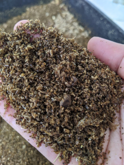 Close up of insect frass in a person's hand
