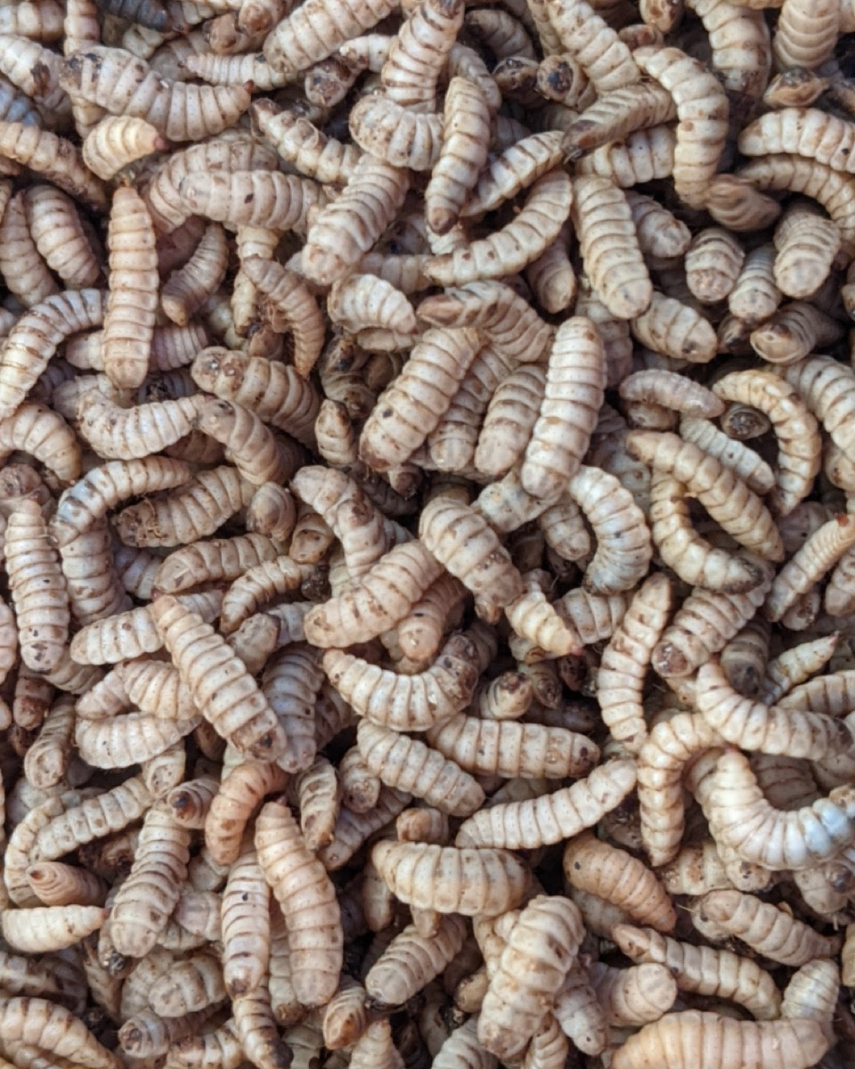 Close up view of live Black Soldier Fly Larvae