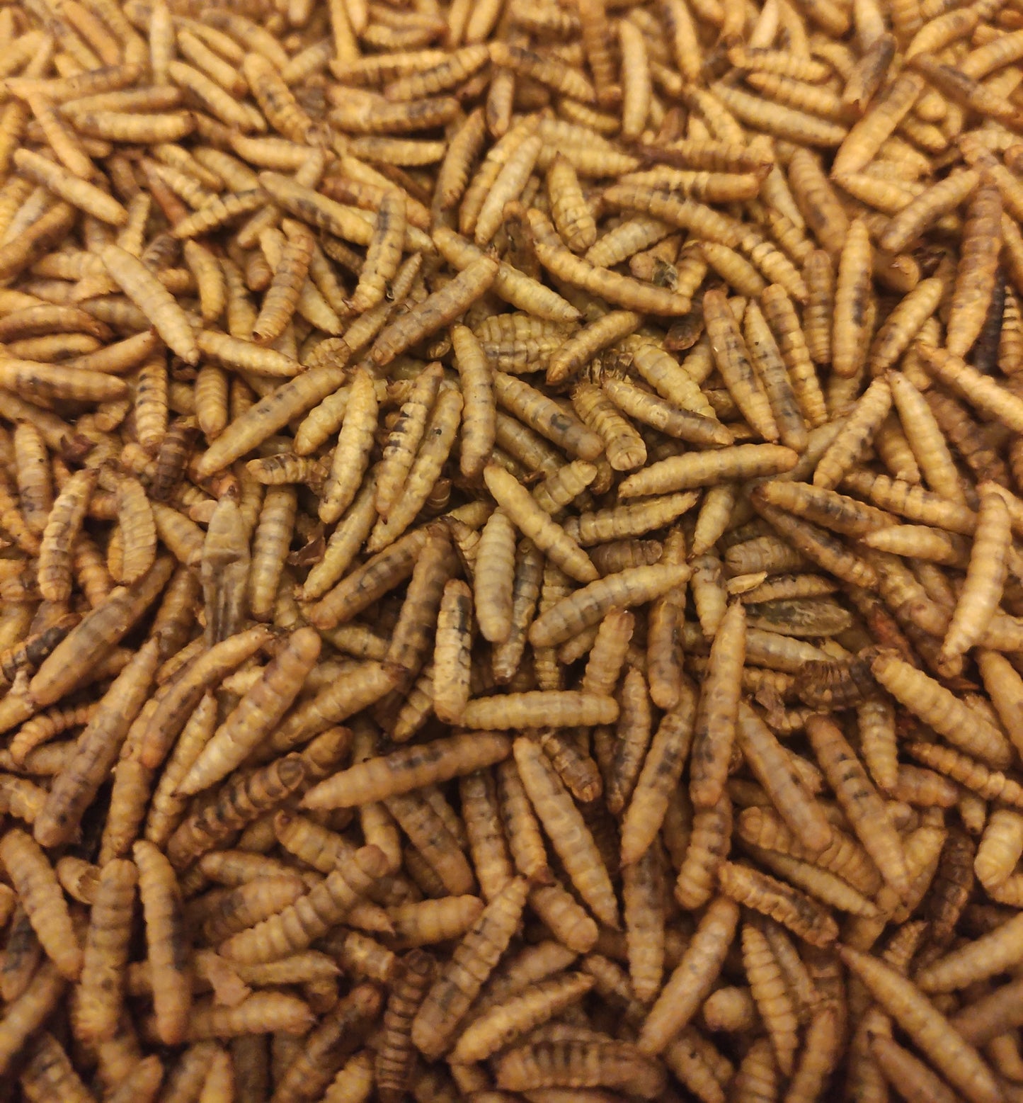 Chick Stix Gift Pack - Christmas 2025