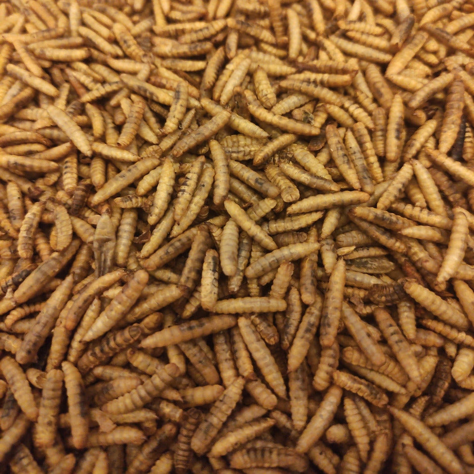Close up image of oven roasted dried black soldier fly larvae