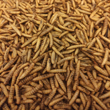 Close up image of oven roasted dried black soldier fly larvae