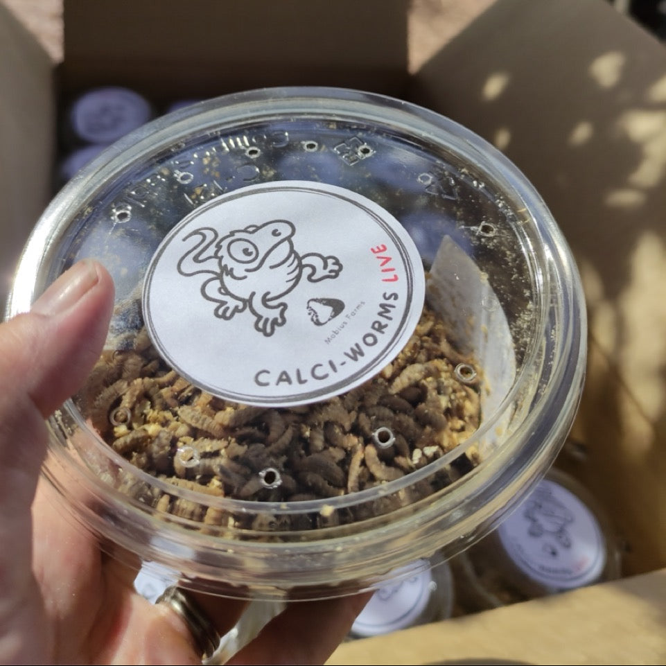 Person holding a clear plastic container with live black soldier fly larvae inside. 