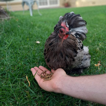 Cute fluffy chicken eats Chick Stix from man's hand
