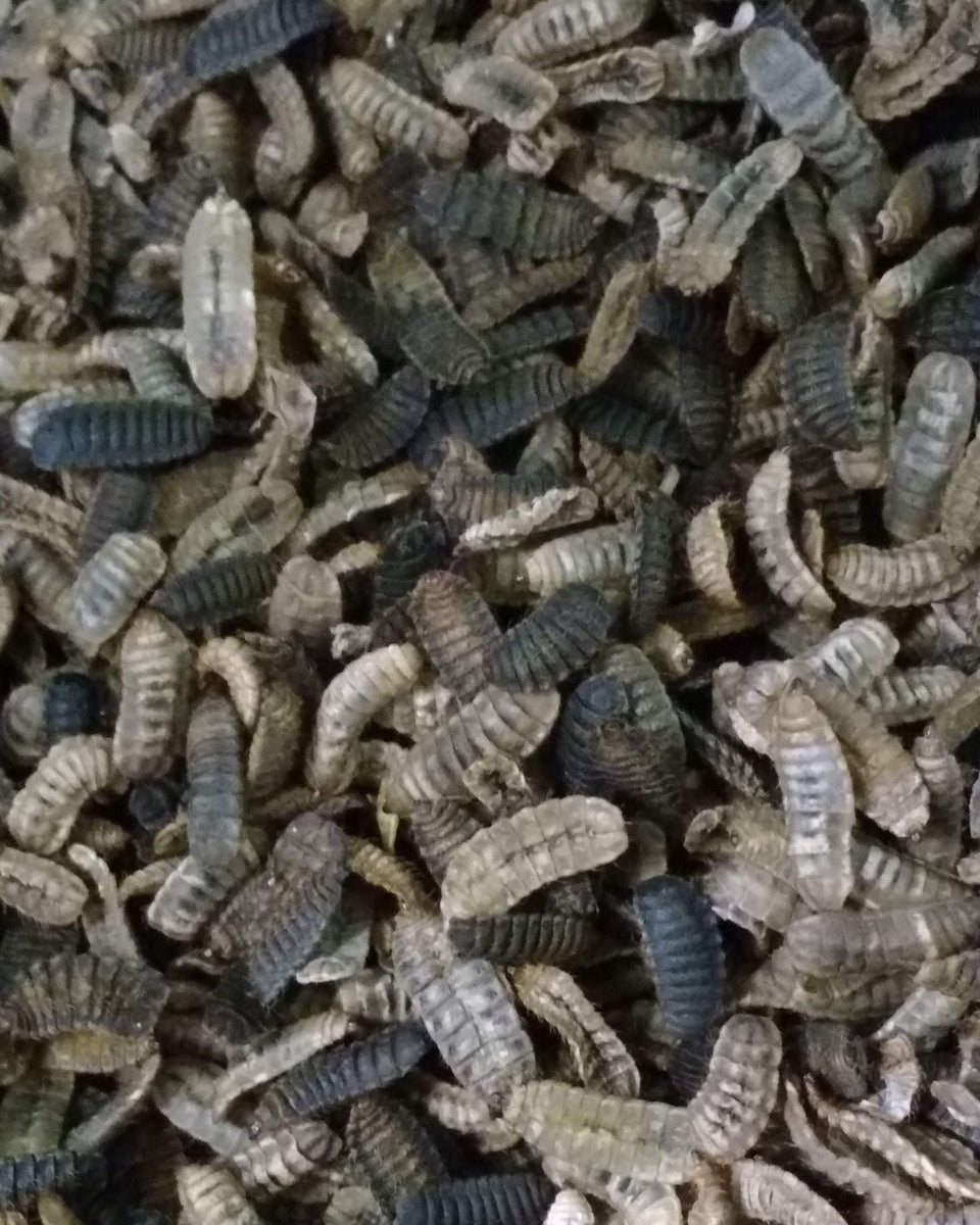 Close up view of dehydrated dried black soldier fly larvae
