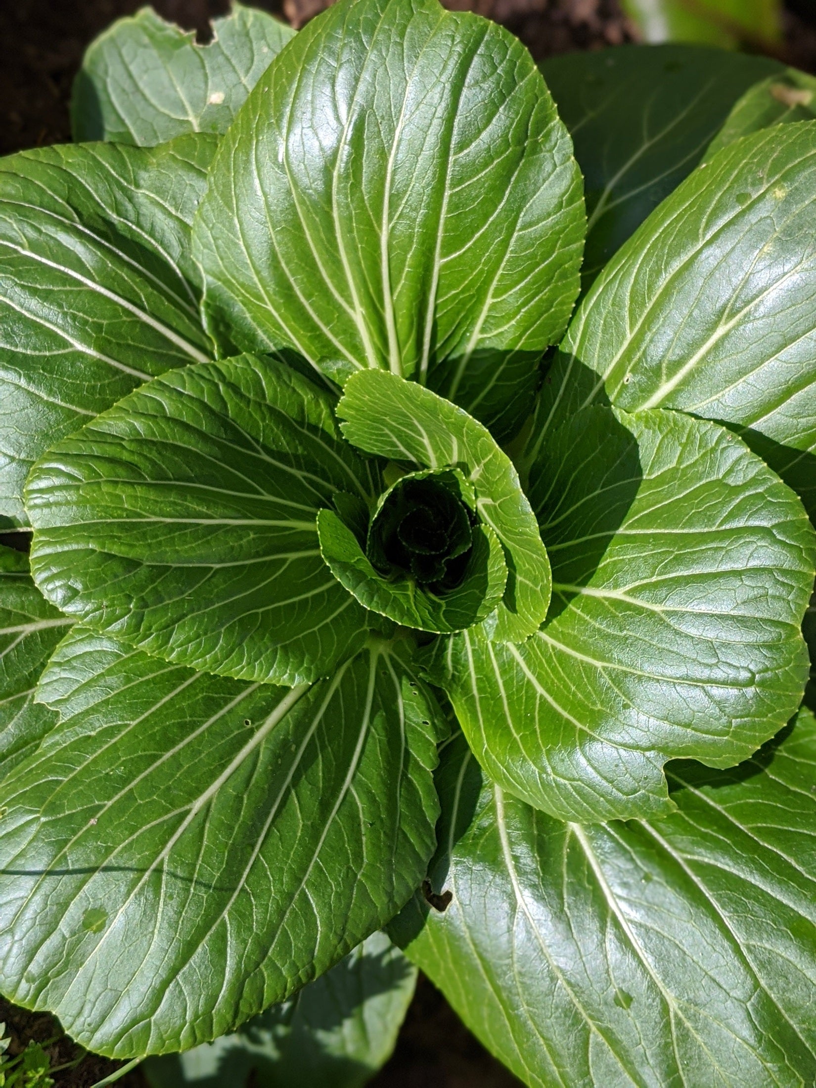 Close-up of a green leafy vegetable with a spiral pattern