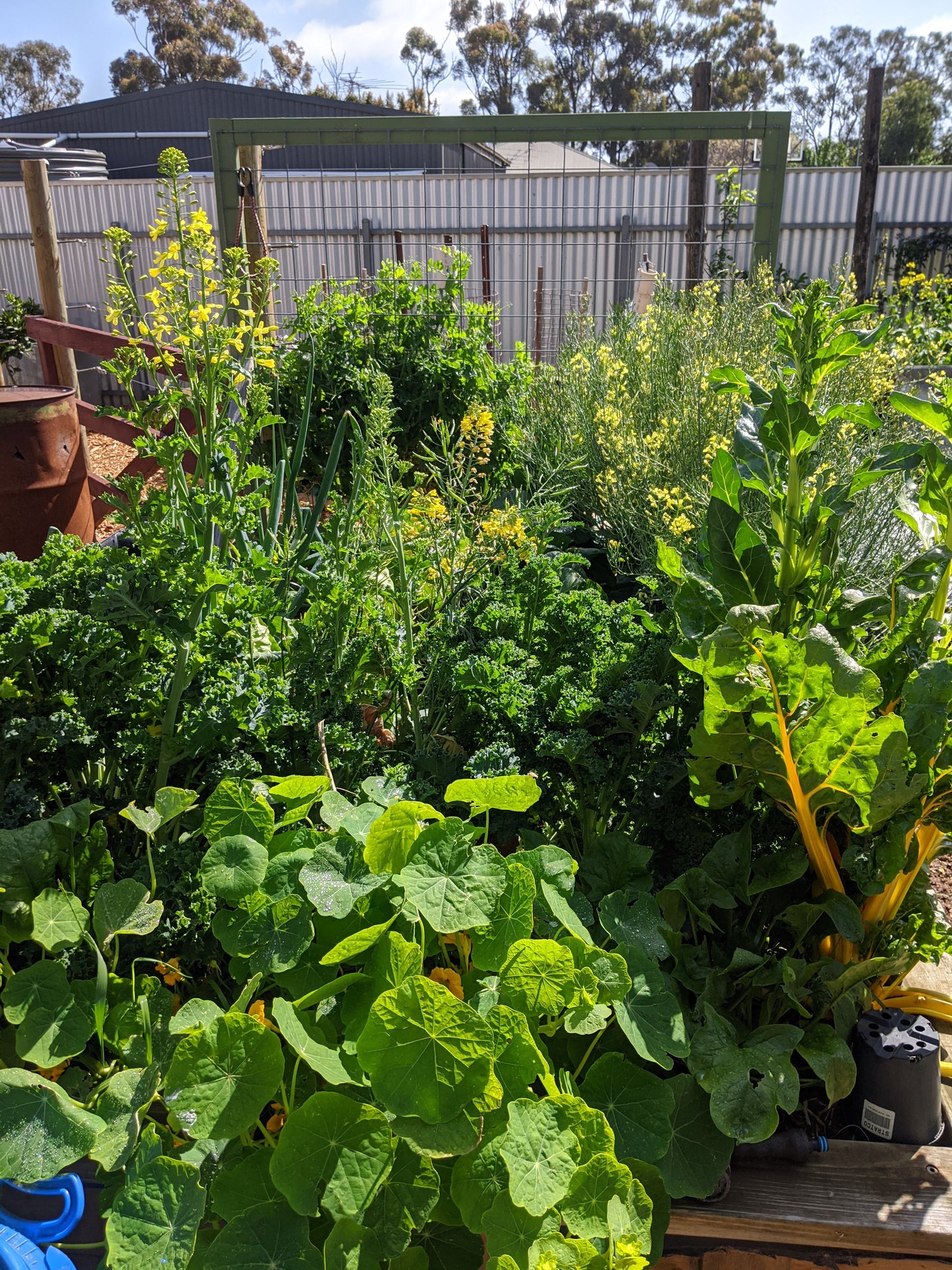 Mixture of salad greens and vegetables in a raised garden bed