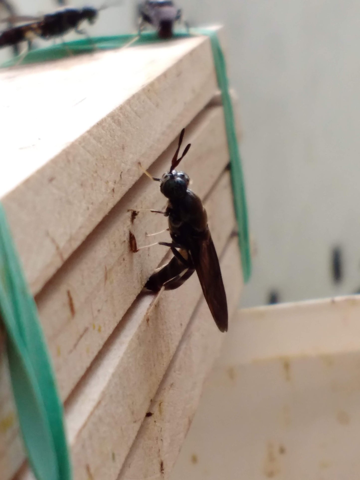 Black Soldier Fly Larvae (Eggs)
