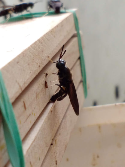 Black Soldier Fly Larvae (Eggs)