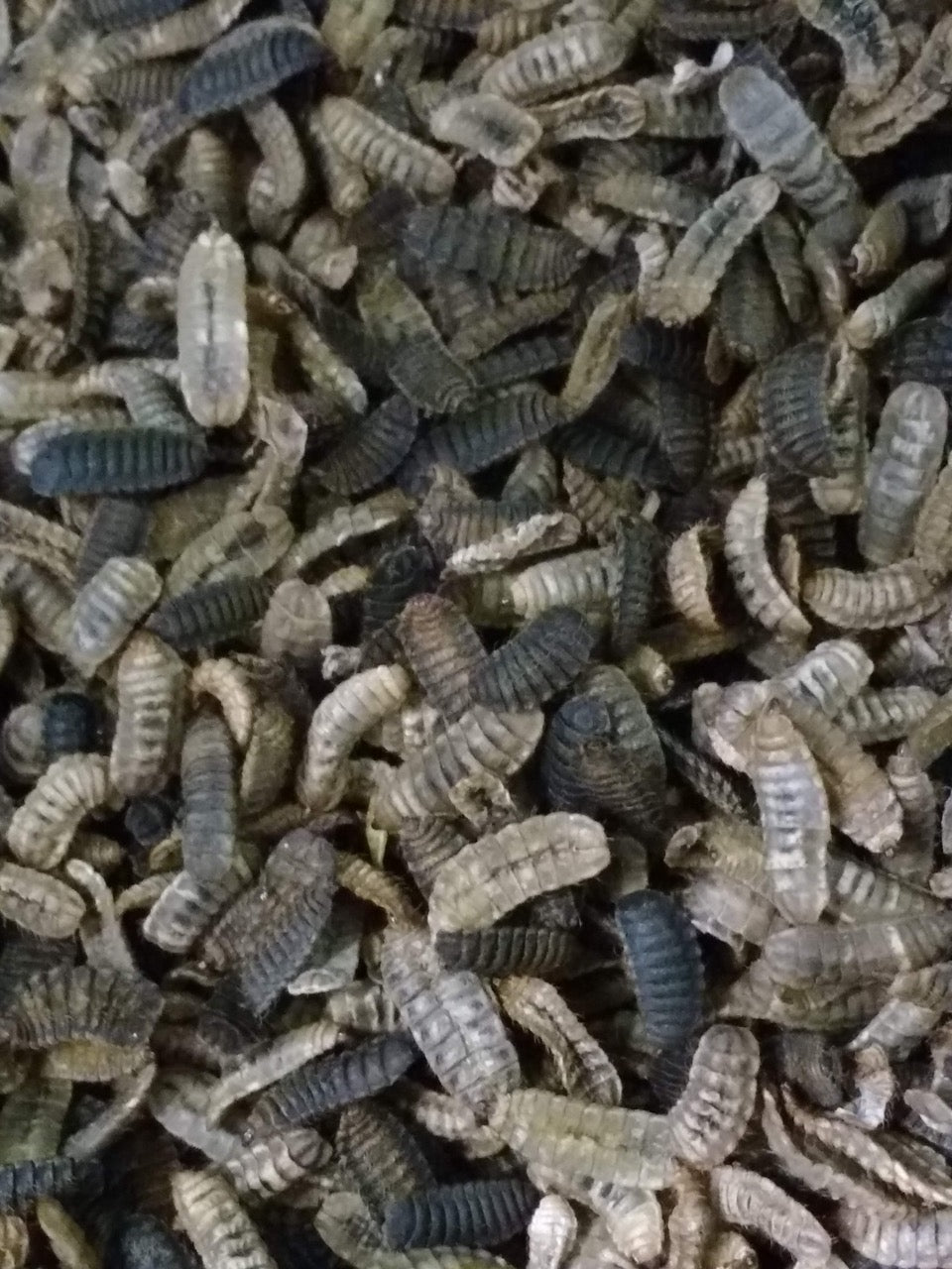 dehydrated larvae - black soldier fly