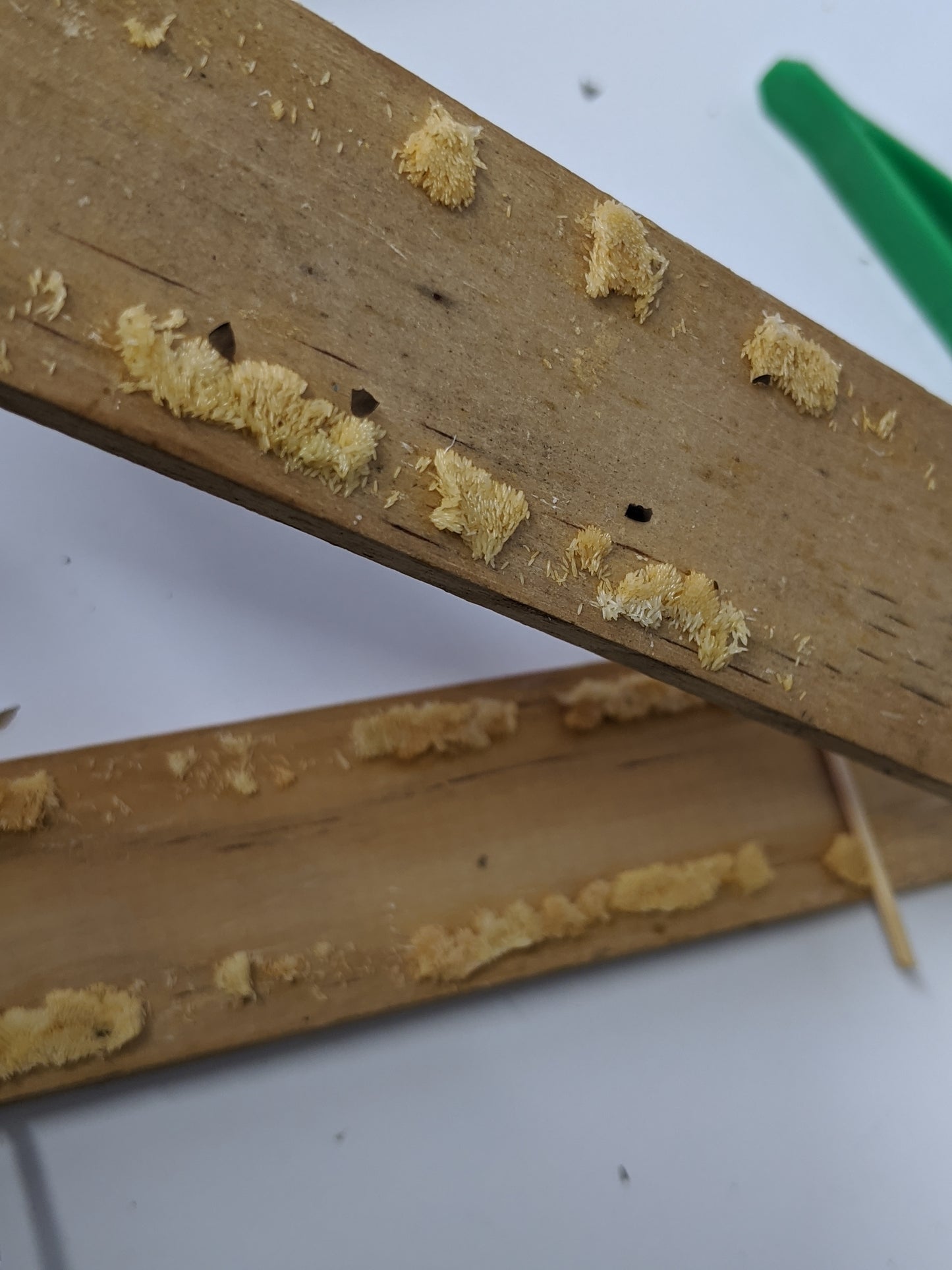 Black Soldier Fly Larvae (Eggs)