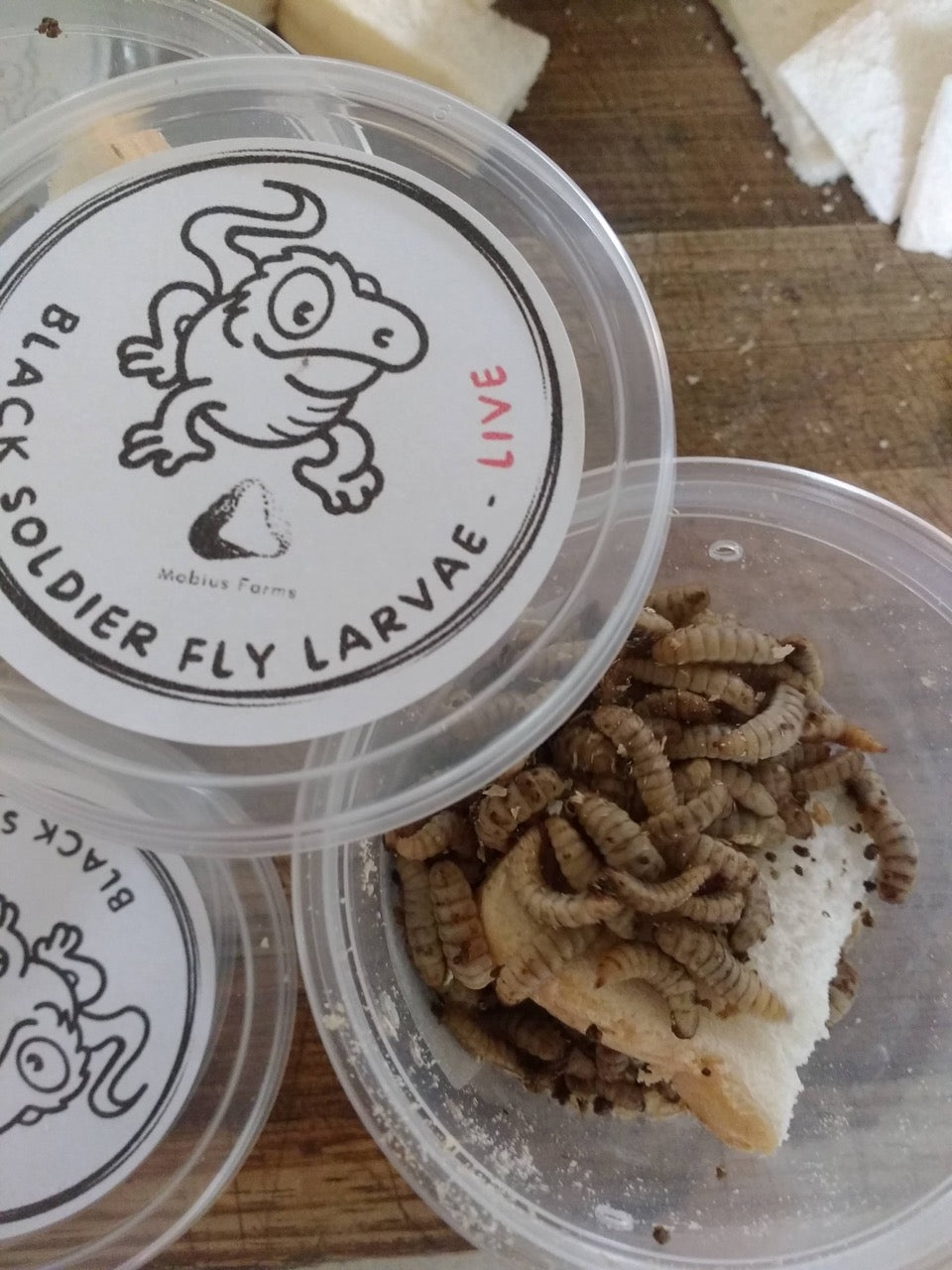 Black Soldier Fly Larvae (Live) - Large