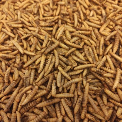 Chick Stix - Black Soldier Fly Larvae (Roasted)