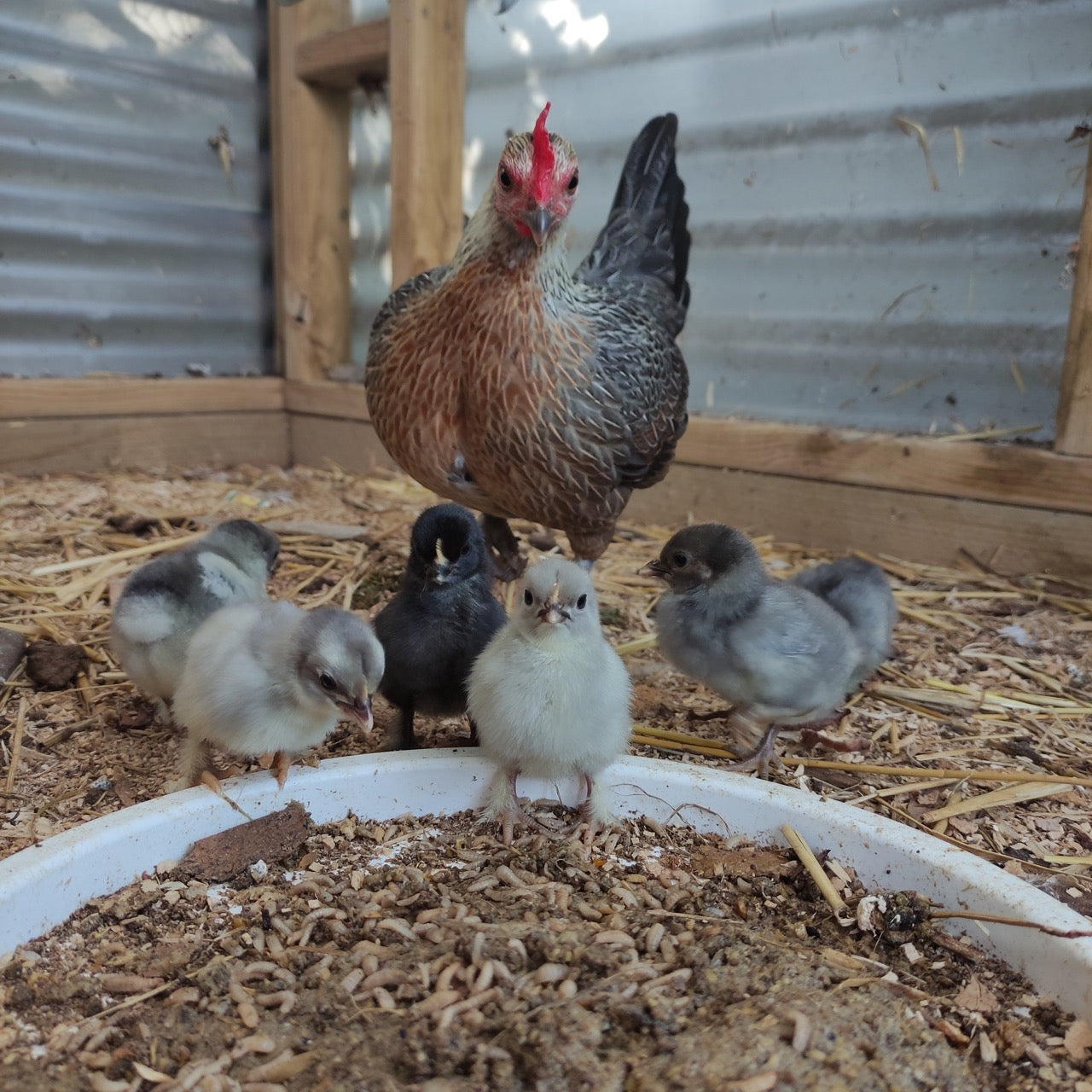 Mother Chicken with her Baby Chicks eating live black soldier fly larvae
