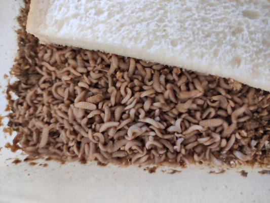 Small black soldier fly larvae hiding under a slice of bread