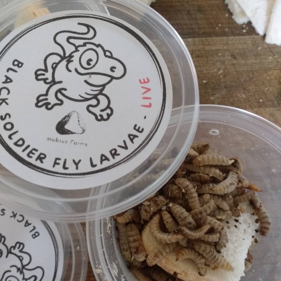 small plastic container of live black soldier fly larvae. 