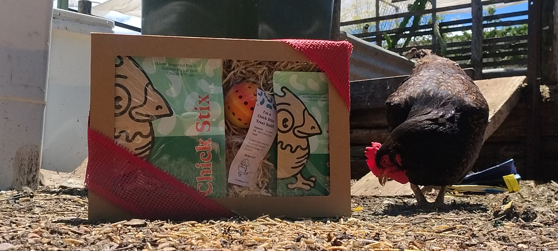 Load video: Large Brown chicken eating insects on the ground. Chicken treats in gift box in background. Chicken is happy eating her treats.