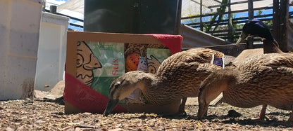 Video of brown ducks eating live black soldier fly larvae near Chick Stix gift box