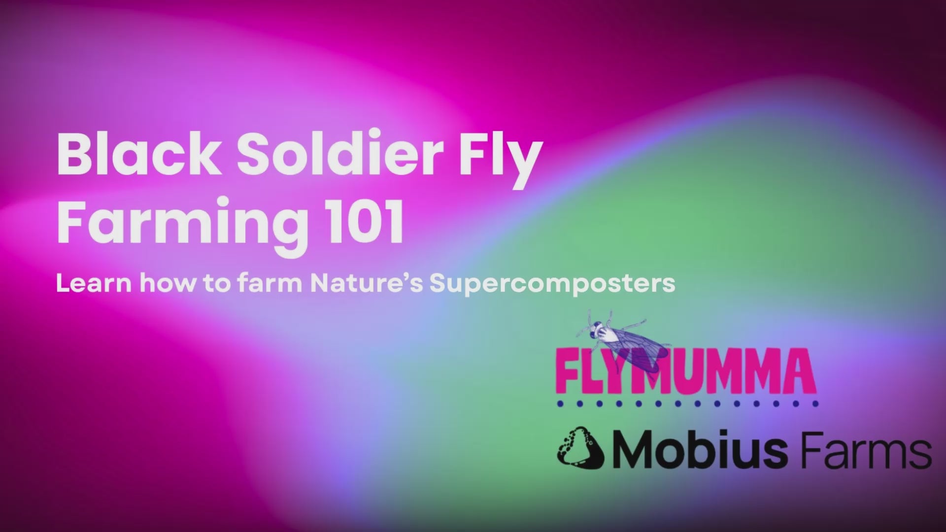 Load video: Images associated with black soldier fly farming including fly eggs, adult flies and larvae.