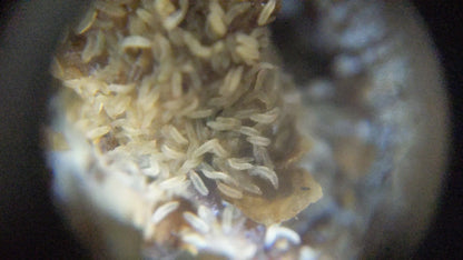 Black Soldier Fly Larvae (Eggs)